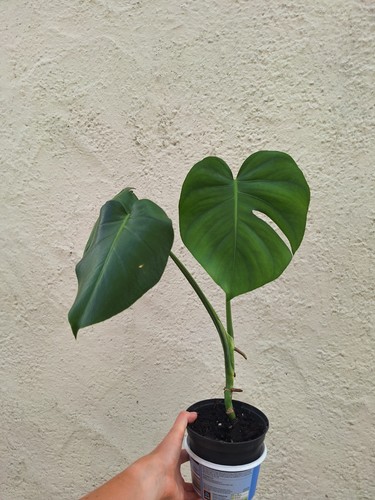 Monstera deliciosa swiss - deliciosa,