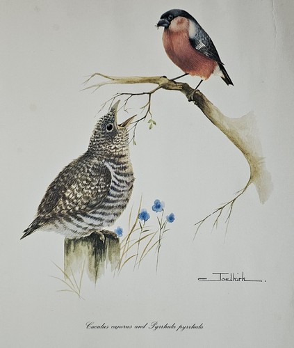 Joel kirk cuckoo - joel, ‘cuckoo