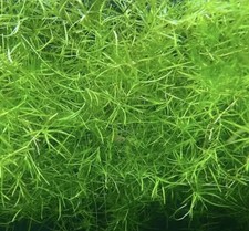 Guppy grass najas tropical - grass,