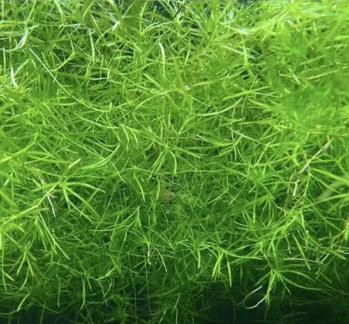 Guppy grass najas - guppy, tropical