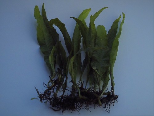 Java fern live fish - 10,