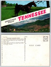 Tennessee Walking Horse