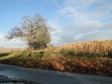 Photo 6x4 Footpath and