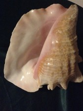 Large queen conch shell - large,