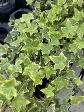 5 X HEDERA Mixed TRAILING IVY CLIMBING EVERGREEN PLANT IN 9cm POT