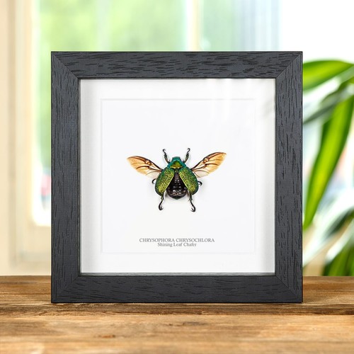 Taxidermy shining leaf chafer - taxidermy,