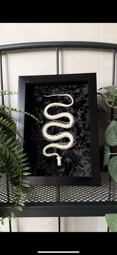 Articulated snake skeleton - articulated,