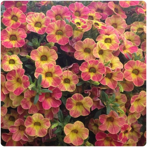 Calibrachoa chameleon sunshine - calibrachoa,