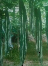 Indian Bangladeshi Snake