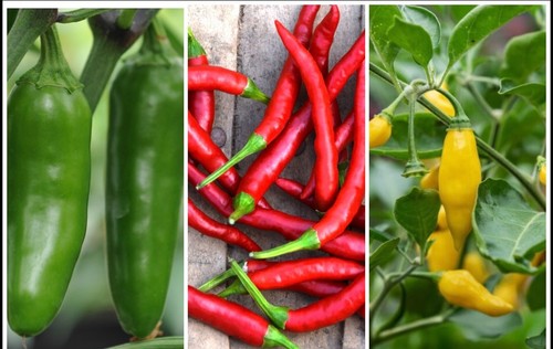 Mixed chilli plug plant - plant, pack