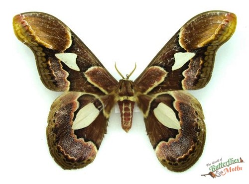 Rothschildia erycina silk moth - rothschildia,
