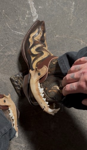 Coyote jaw spurs straps - spurs, |