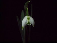 Galanthus Franz Joseph
