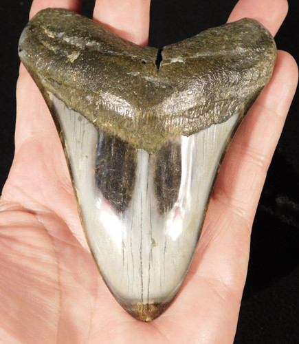 Giant over four - inch, 100%
