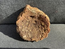 Ichthyosaur Marine Reptile