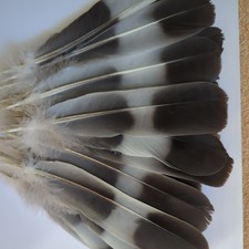 30 Wood pigeon tail feathers
