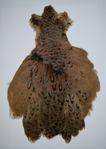 Select hen pheasant cape - pheasant, (6)