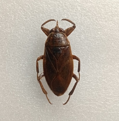Giant water bug lethocerus - giant,