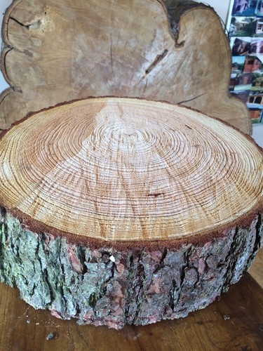 Rustic log slice - 16", x