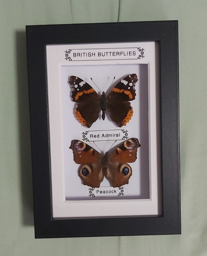 Taxidermy real framed british - framed,