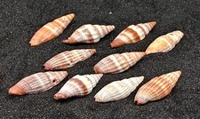 Hermit crab shells - hermit,