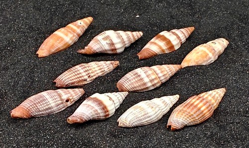 Hermit crab shells - shells, homes