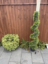 Cypress Spiral Tree  With Pot