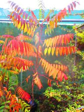 7ft-8ft inc. pot  Staghorn Sumach Tree - Rhus typhina 15litre
