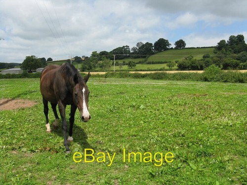 Photo 6x4 hungry horse - photo,