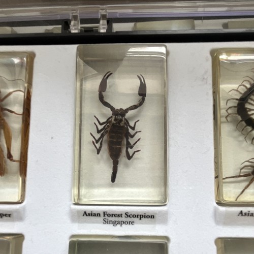 Asian forest scorpion real - forest,