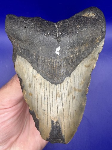 Natural megalodon - natural, 4.73”
