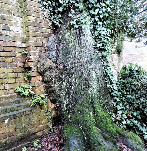 Photo 12x8 oak growing - photo,