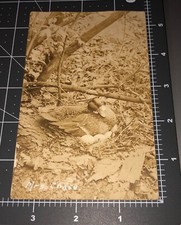 1900 mallard duck nest - 1900’s,