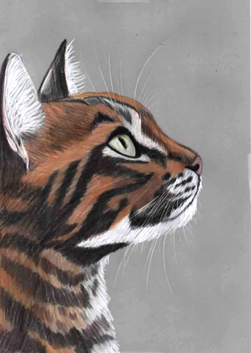 Original colour pencil - , artwork