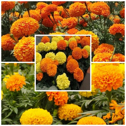 African marigold large - marigold,,