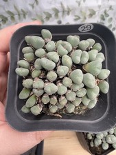 Conophytum Subfenestratum