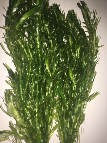 Elodea densa oxygenating pond - densa,