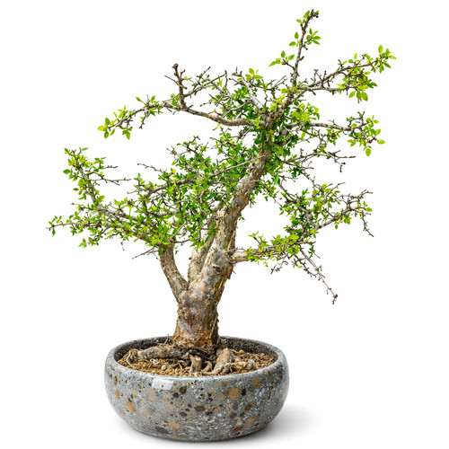 Bursera fagaroides seeds - seeds,