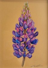 Purple Flower Sketch Framed