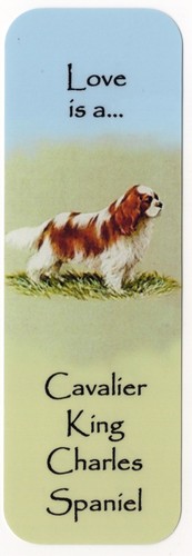 Cavalier king charles spaniel - cavalier,
