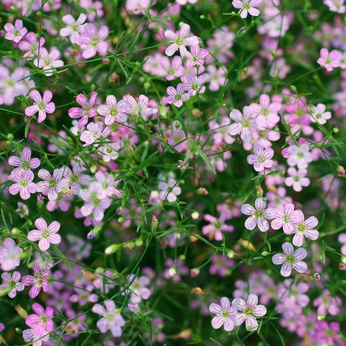 Gypsophila elegans rosea seeds - elegans,
