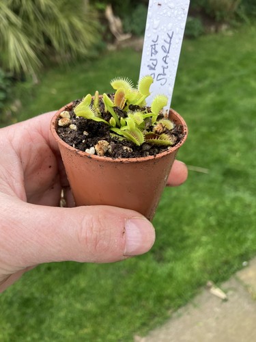 Venus fly trap dionaea - fly, trap,