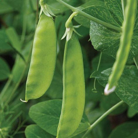 Pea oregon sugar - pod, fresh