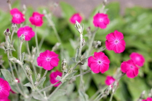 Rose campion lychnis - rose,