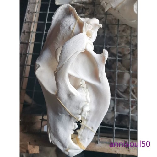 10pcs real dog skull - dog,