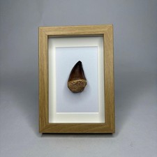 Framed XL Fossil Mosasaur