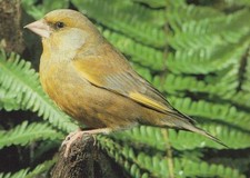 Animals postcard birds - animals,