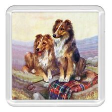 Shetland Sheltie Dogs Dog
