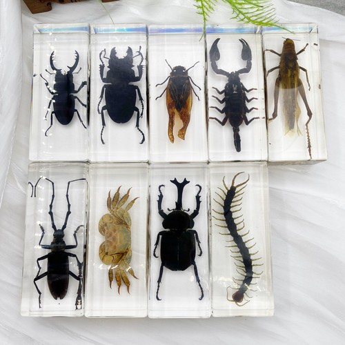Resin real bug beetles - real,