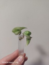 Hoya Carnosa Compacta Deep
